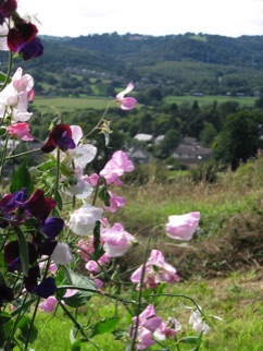 sweet peas